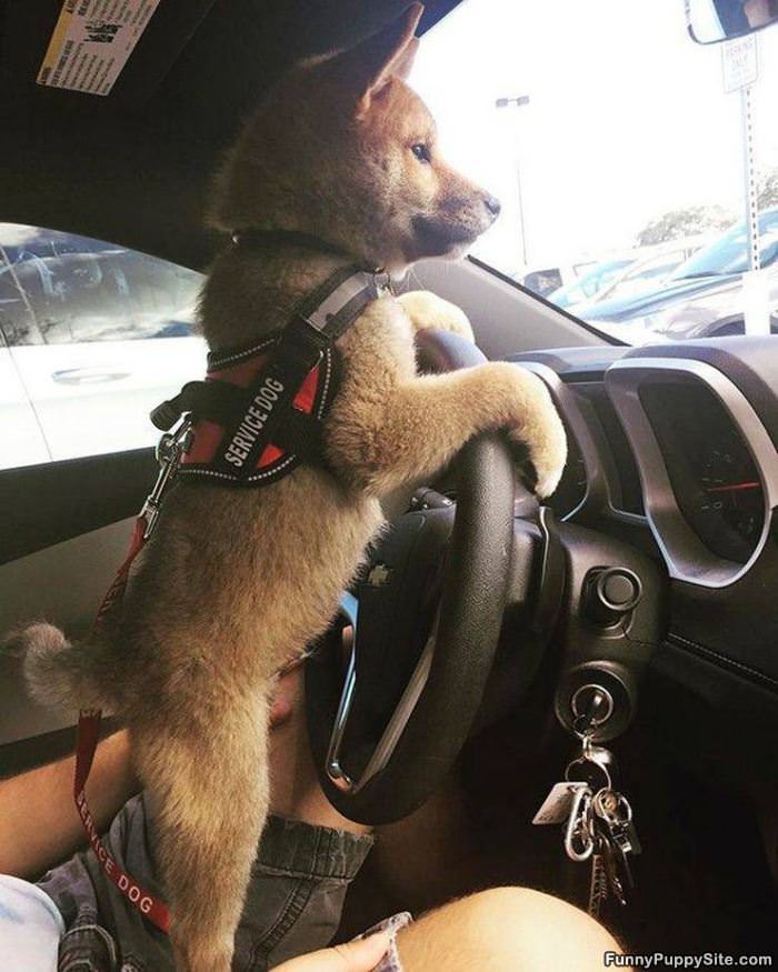 Take You For A Drive