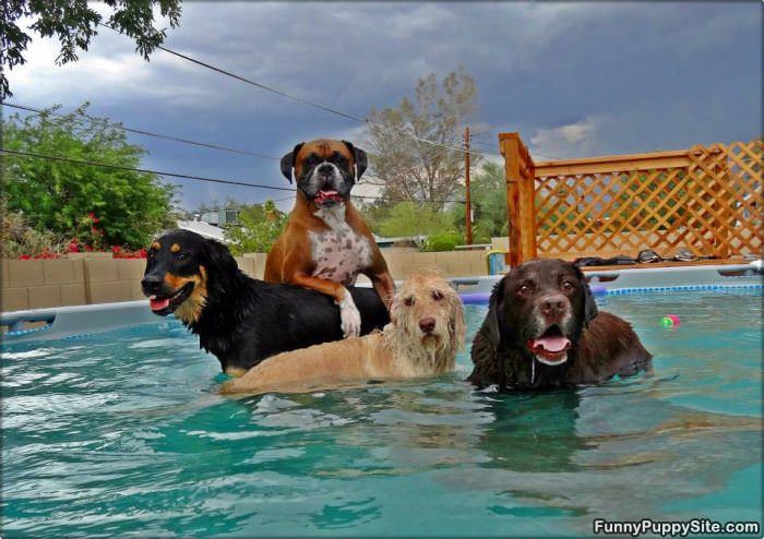 Taking The Pool Over