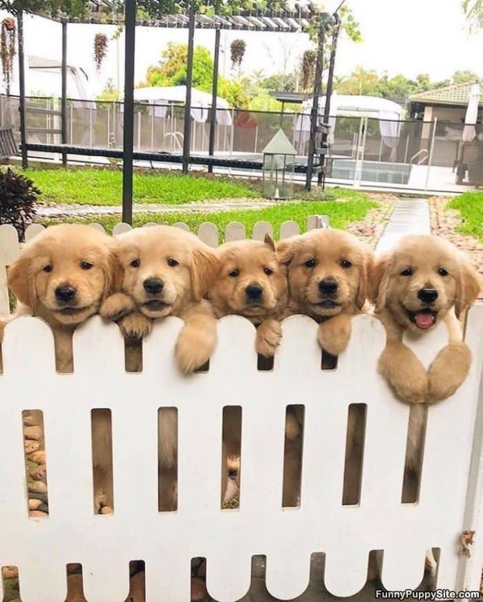 The Fence Of Puppies