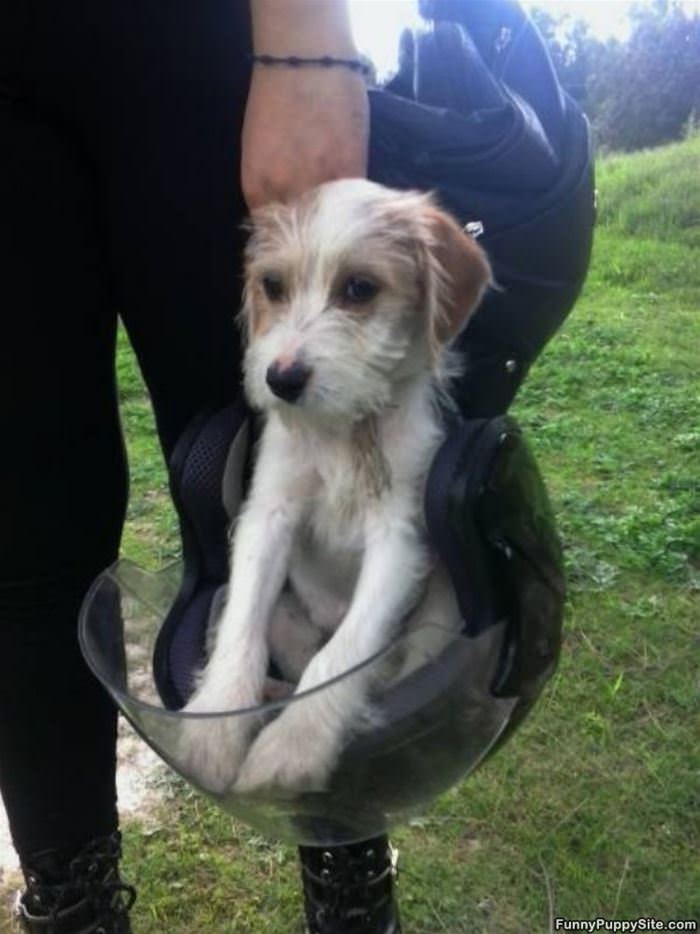 The Helmet Dog