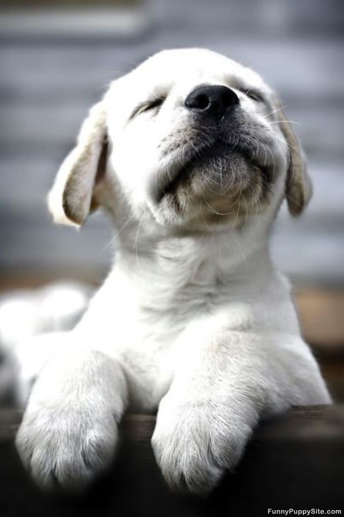 The Proud Puppy