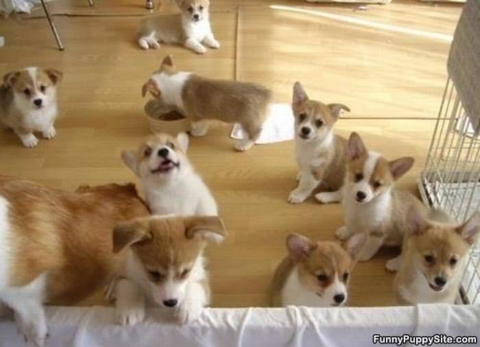 The Puppy Army