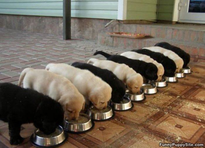 The Puppy Army Is Hungry