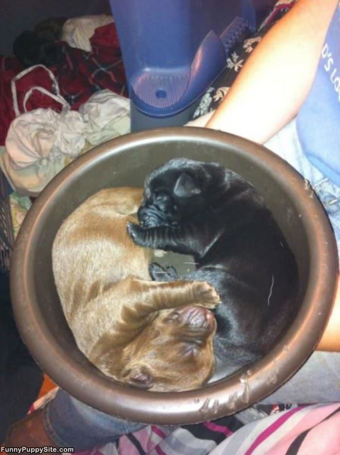 The Puppy Busket