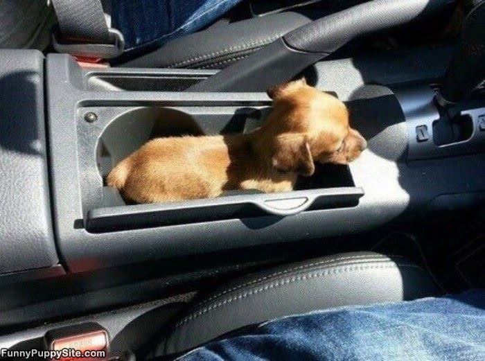 The Puppy Holder