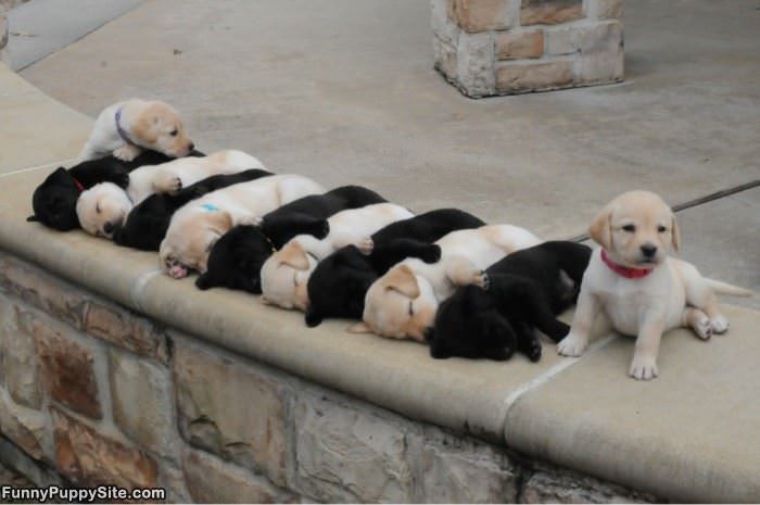 The Puppy Line