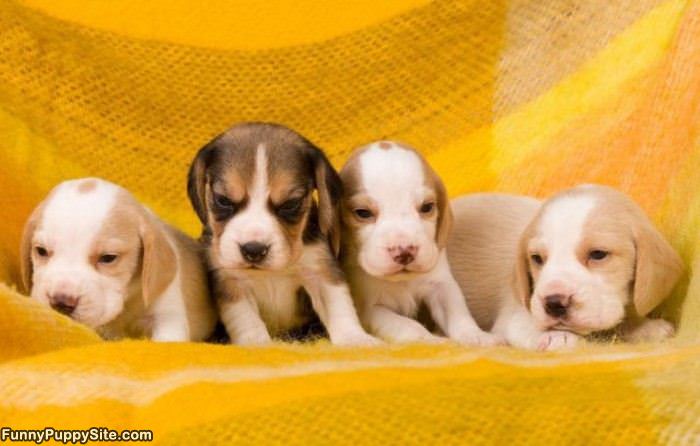 The Puppy Party