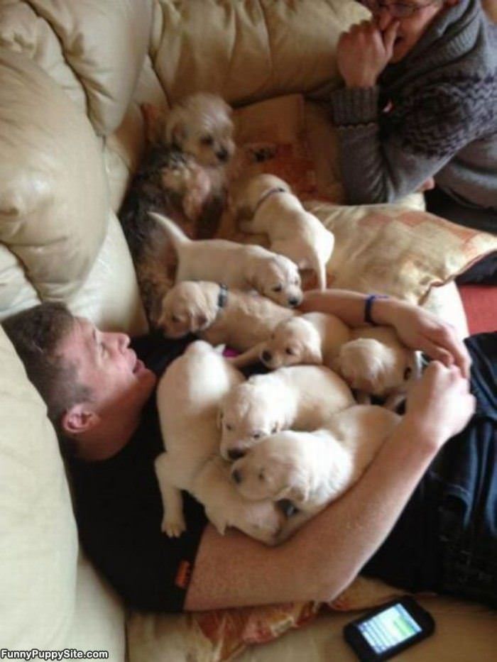 The Puppy Pile