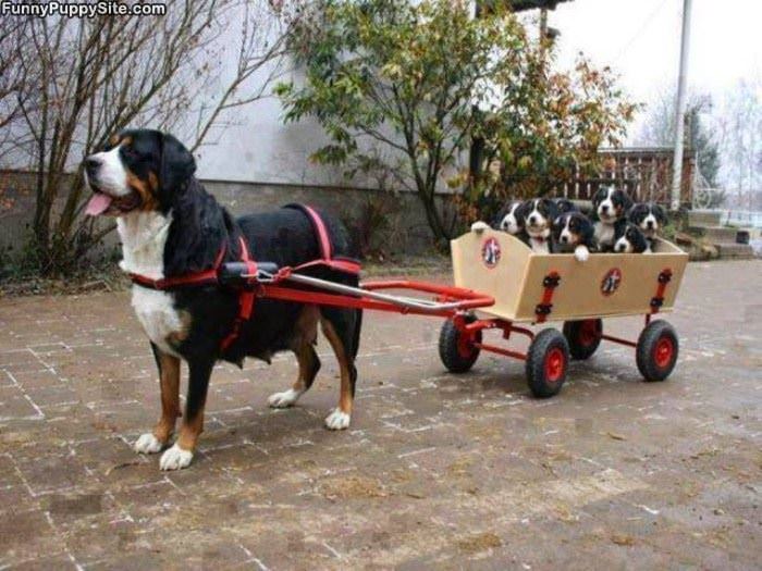 The Puppy Train