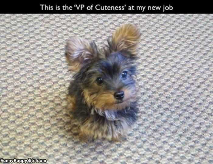 The Vp Of Cuteness