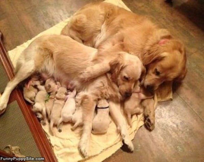 The Whole Family