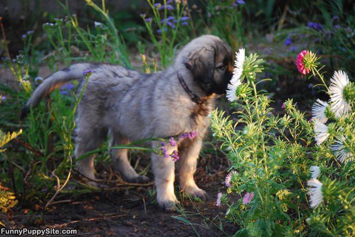 This Flower Smells Nice