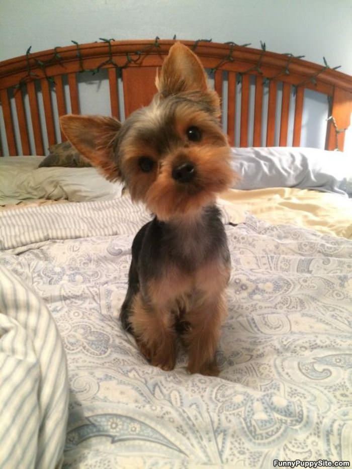 This Little Puppy
