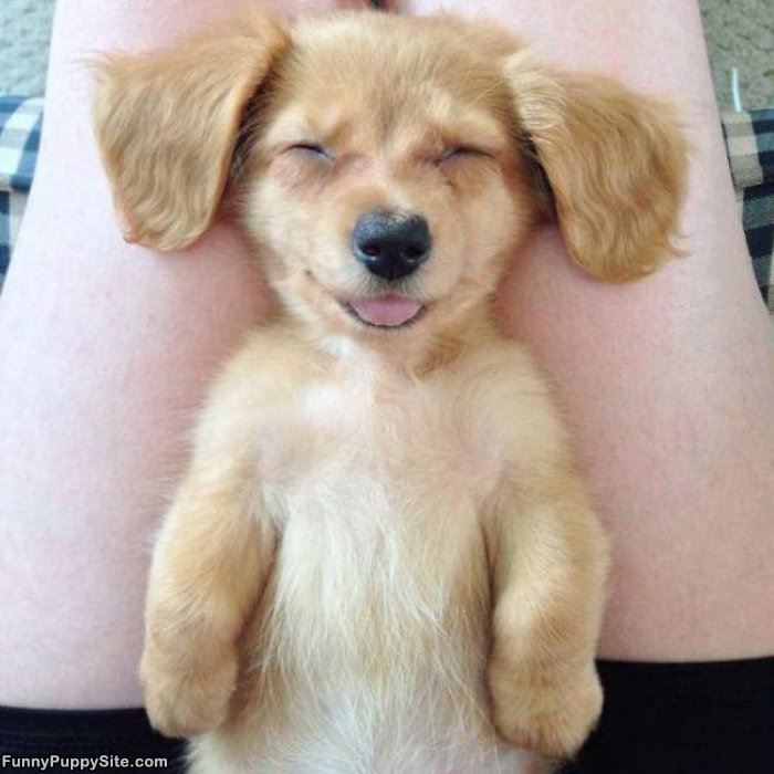 This Puppy Is So Sleepy