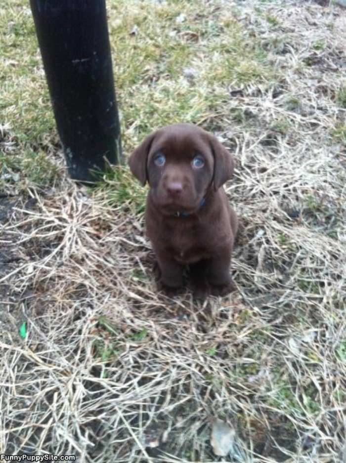 Those Are Some Puppy Eyes