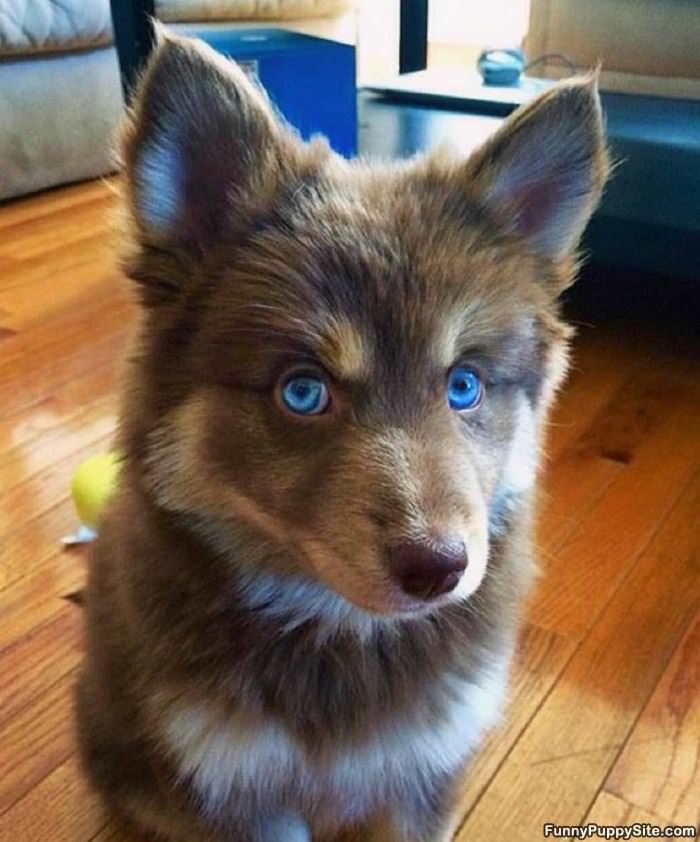 Those Baby Blues