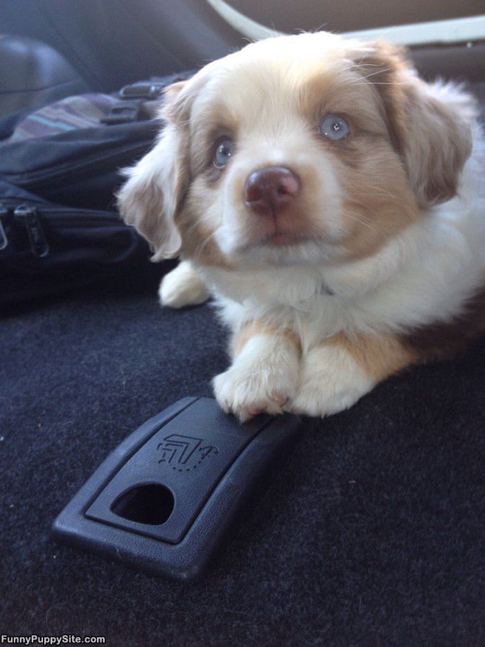 Those Puppy Eyes