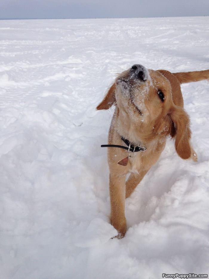 Throwing Some Snow Around