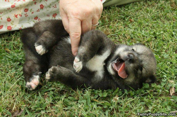 Tickle Tickle