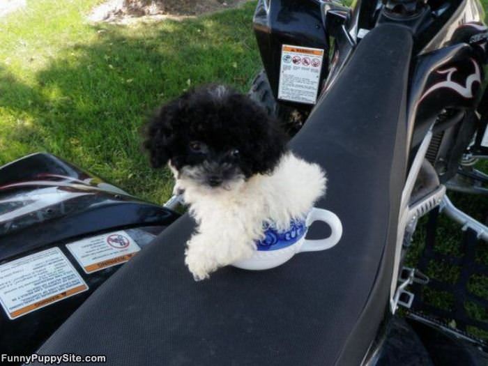 Tiny Cup Of Puppy
