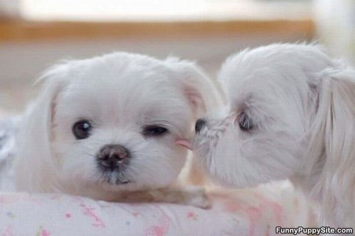 Tiny Cute Puppy Kiss