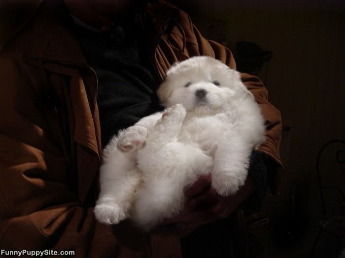 Tiny Puppy