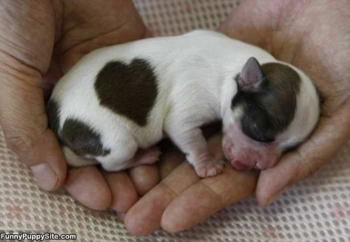 Tiny Puppy Image