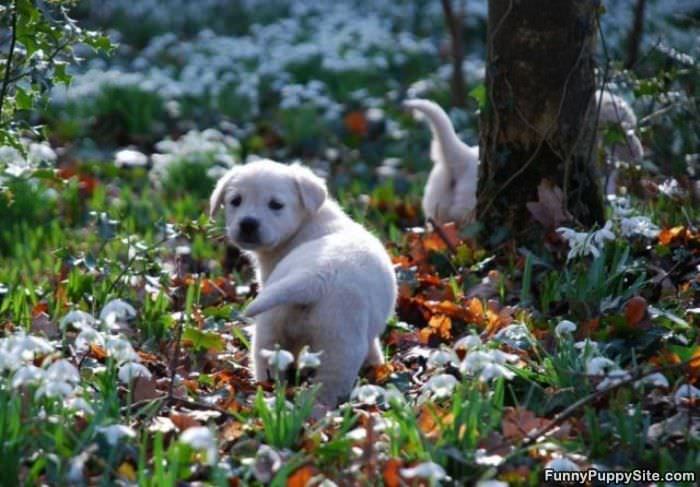 Tiny Puppy Look