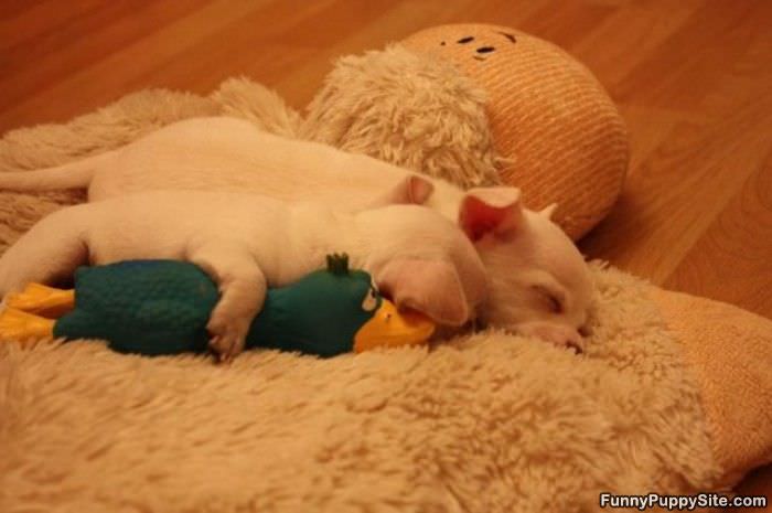 Tiny Sleeping Puppies