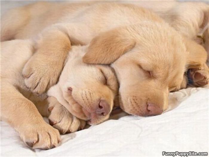 Tiny Tired Puppies