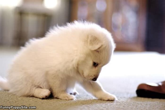Tiny White Puppy