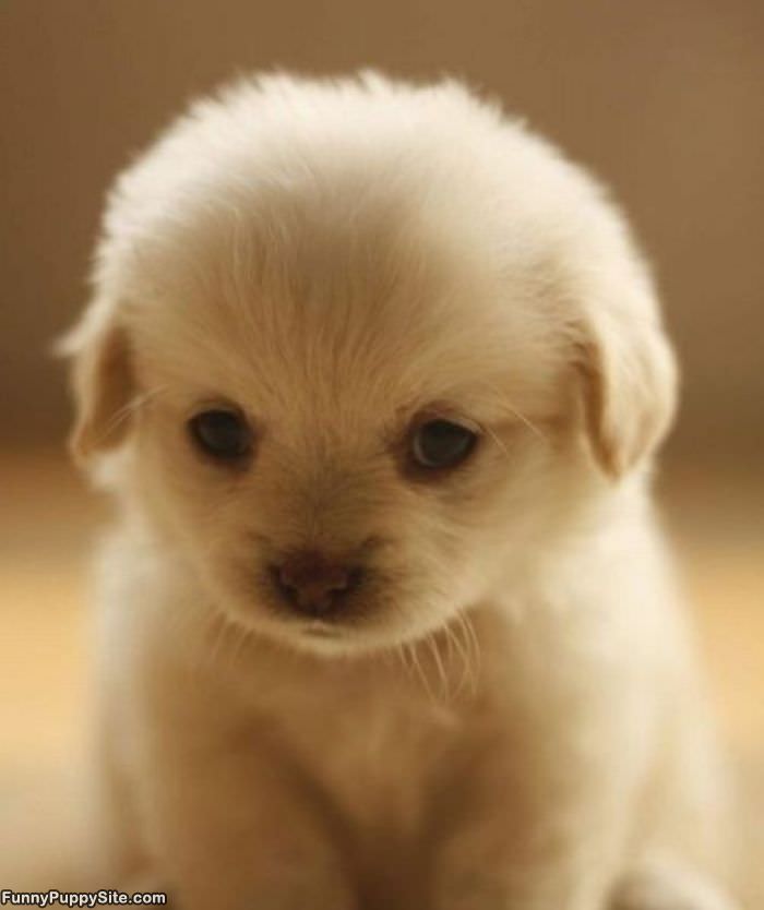 Tired Little Puppy