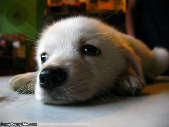 Tired Puppy