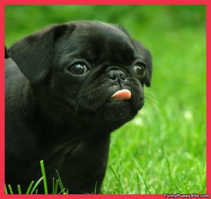 Tongue Out