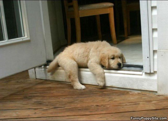 Totally Pooped Out