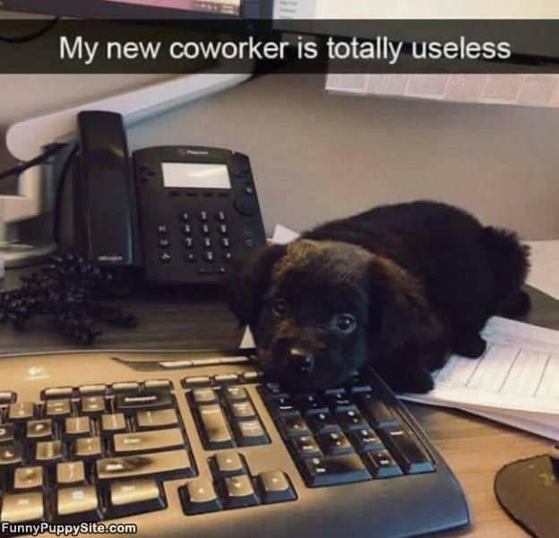 Totally Useless Co Worker