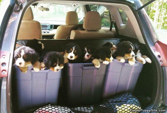 Trunk Of Puppies