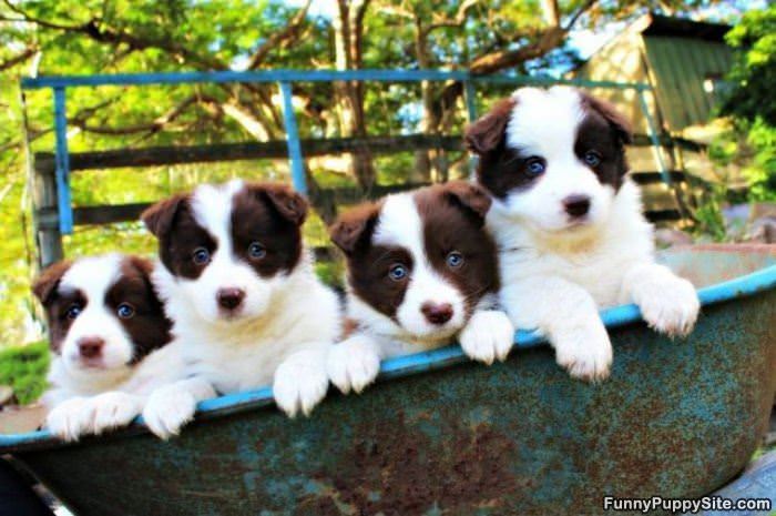 Tub Of Puppies