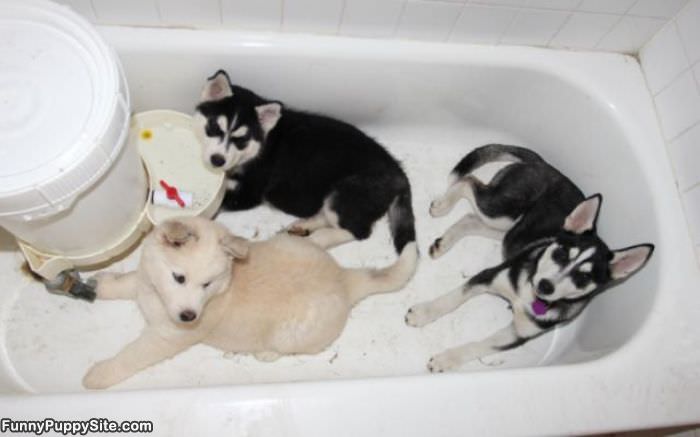 Tub Of Puppies