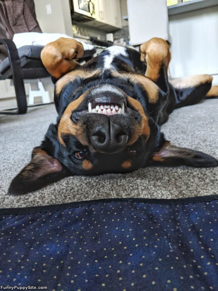 Upside Down Cuteness