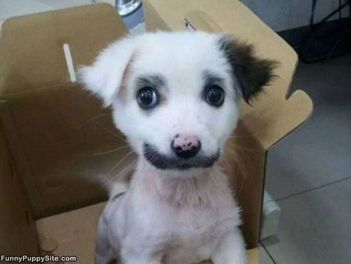 Very Cool Puppy
