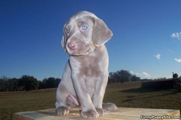 Very Cute Little Puppy