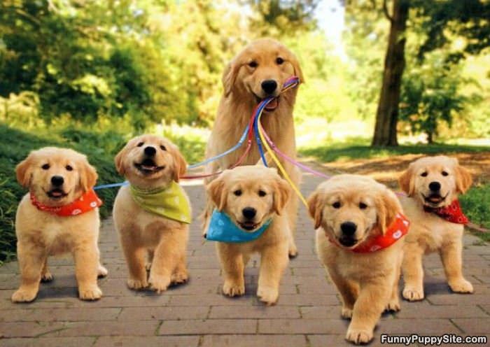 Walking The Kids