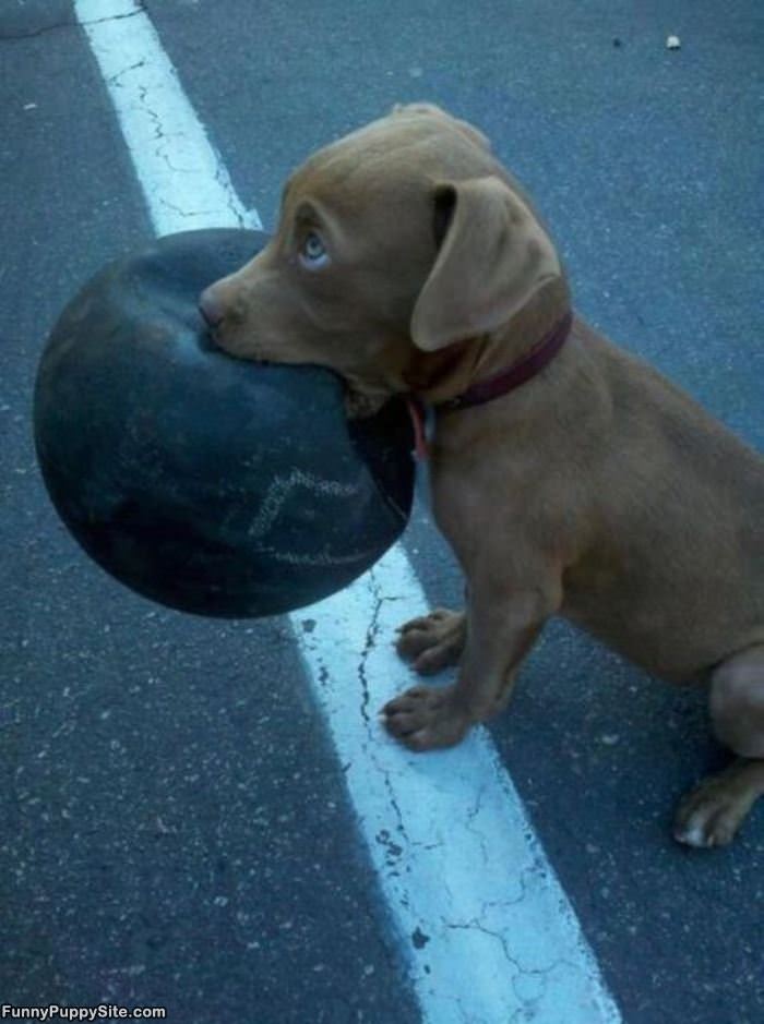 Want To Play Fetch