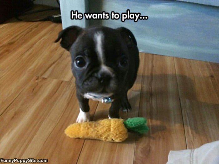 Wants To Play