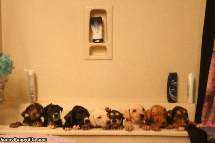 We Have A Tub Full Of Puppies