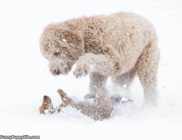 We Play In The Snow