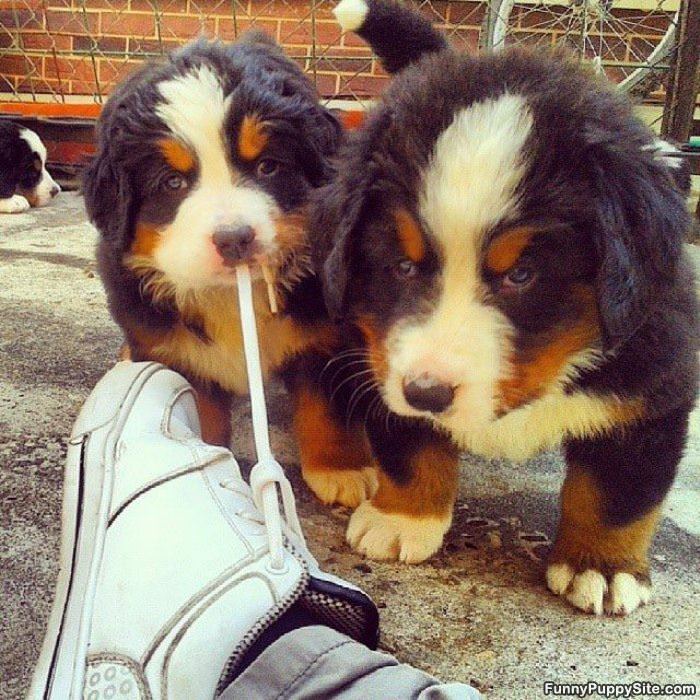 We Will Take Your Shoes