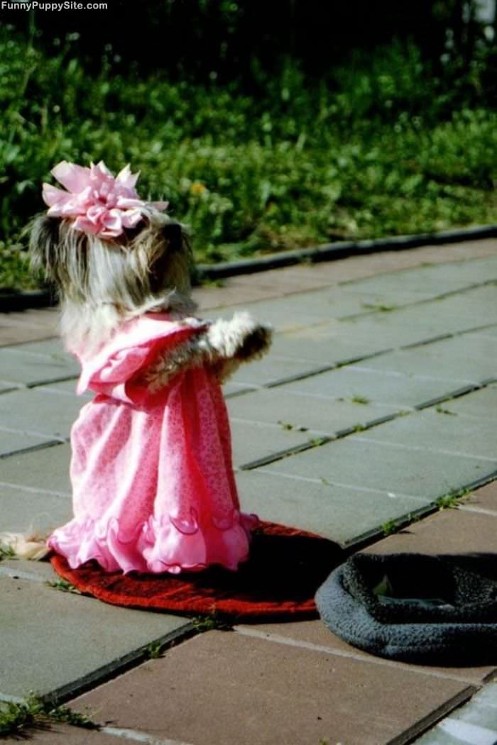 Wedding Puppy