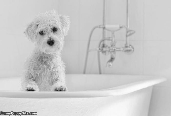 Wet Puppy